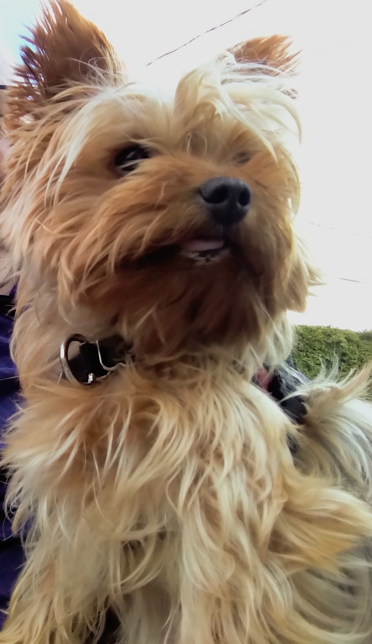 Petit chien Yorkshire adorable