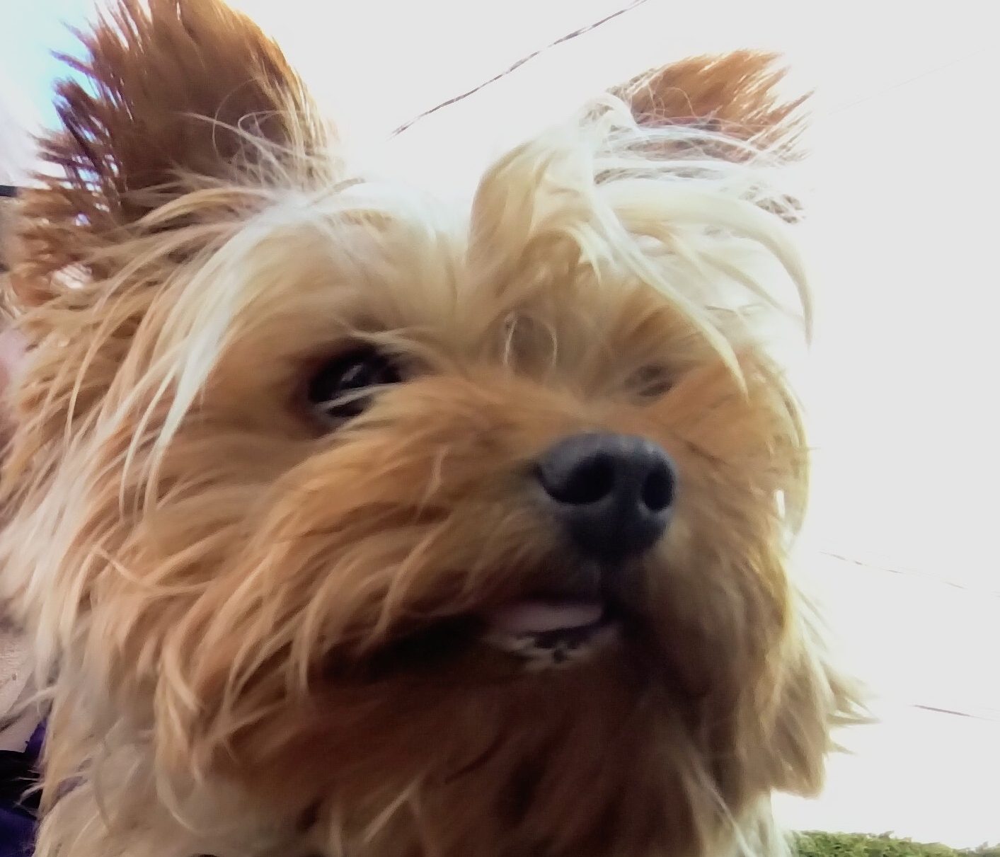 Chip – la mascotte